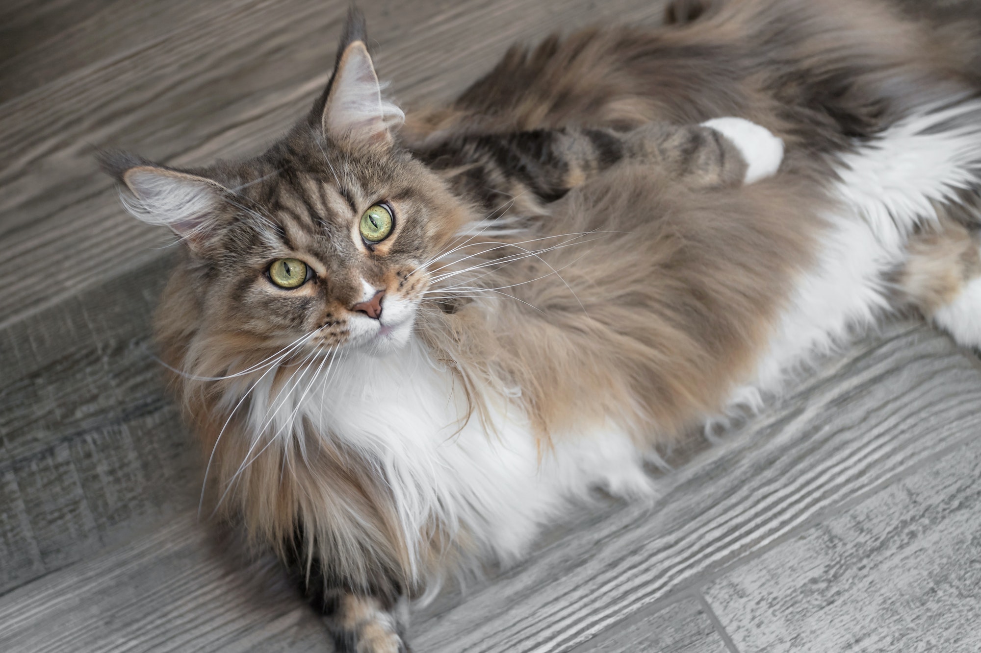 Cute Maine Coon cat