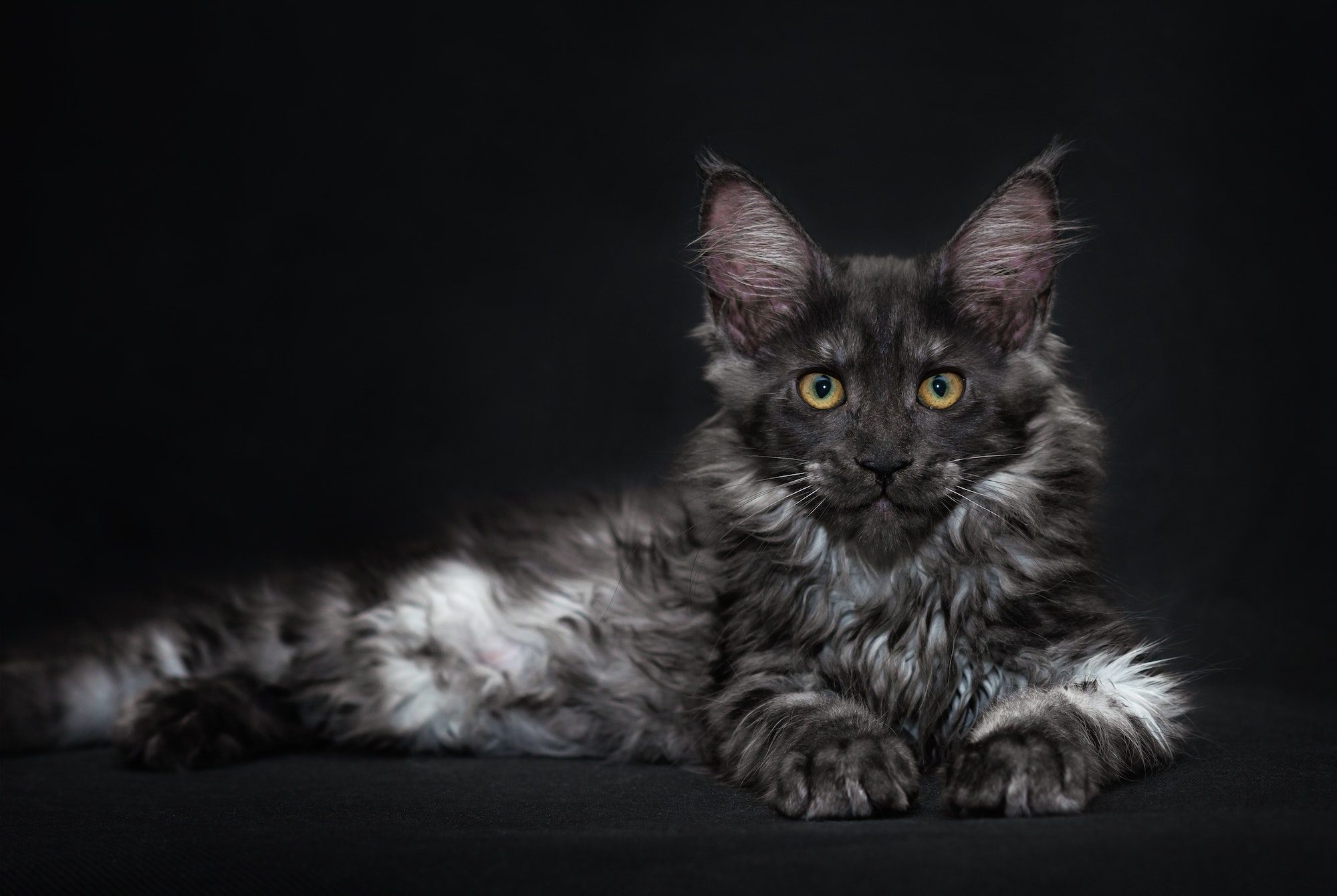 Maine Coon cat